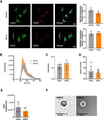 Endothelial activation impairs the function of small extracellular vesicles